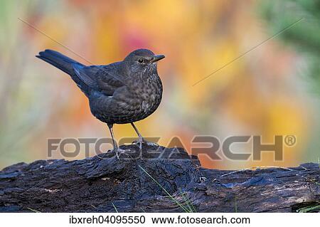 Stock Image - Blackbird (Turdus merula), female, Tyrol, Austria, Europe. Fotosearch