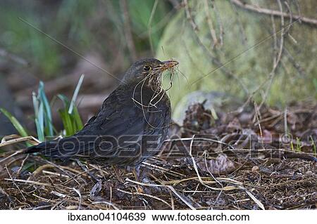 Blackbird (Turdus merula), female, Tyrol, Austria, Europe View Large Photo Image Stock Photo - Blackbird (Turdus merula), female, Tyrol, Austria, Europe. Fotosearch