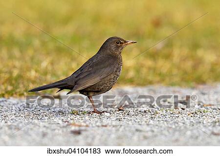 Stock Image - Blackbird (Turdus merula) foraging, Canton of Zug, Switzerland, Europe. Fotosearch