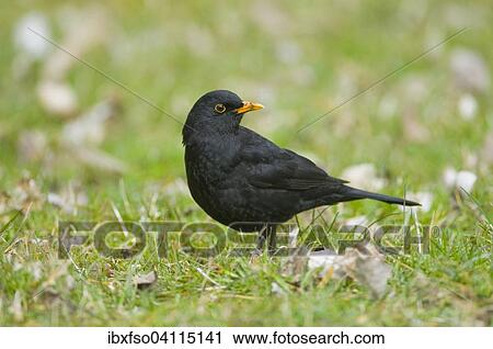 Blackbird (Turdus merula), male, Thuringia, Germany, Europe View Large Photo Image Stock Image - Blackbird (Turdus merula), male, Thuringia, Germany, Europe. Fotosearch