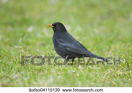 Blackbird (Turdus merula), male, Thuringia, Germany, Europe View Large Photo Image Stock Photo - Blackbird (Turdus merula), male, Thuringia, Germany, Europe. Fotosearch