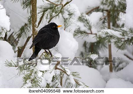 Blackbird (Turdus merula), male, Tyrol, Austria, Europe View Large Photo Image Stock Photo - Blackbird (Turdus merula), male, Tyrol, Austria, Europe. Fotosearch