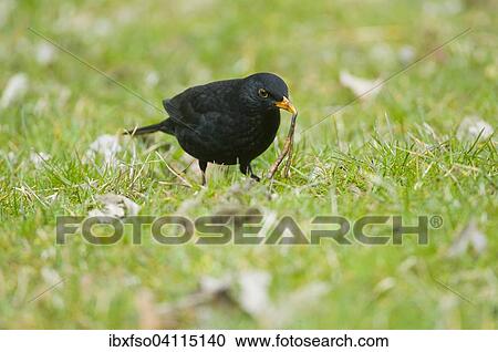 Blackbird (Turdus merula), male, with an earthworm in its beak, Thuringia, Germany, Europe View Large Photo Image Stock Image - Blackbird (Turdus merula), male, with an earthworm in its beak, Thuringia, Germany, Europe. Fotosearch