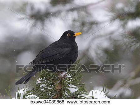Stock Photo - Blackbird (Turdus merula) on pine branch, snow, Thuringian Forest, Thuringia, Germany, Europe. Fotosearch