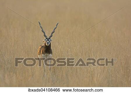 Blackbuck (Antilope cervicapra), male, in the Tal Chhapar grasslands of Rajasthan, India, Asia View Large Photo Image Stock Photograph - Blackbuck (Antilope cervicapra), male, in the Tal Chhapar grasslands of Rajasthan, India, Asia. Fotosearch