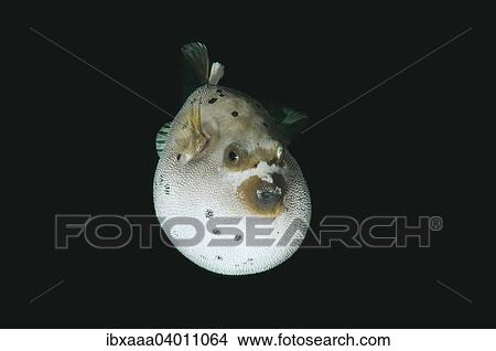 Picture - Blackspotted puffer or dog-faced puffer (Arothron nigropunctatus), Bohol Sea, Cebu, Philippines, Asia. Fotosearch