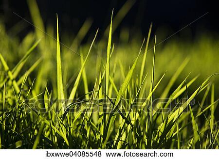 Blades of grass, meadow View Large Photo Image Stock Photo - Blades of grass, meadow. Fotosearch