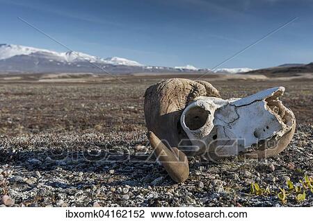 Bleached skull of a musk ox, Holmbugt, Kong Oscar Fjord, Northeast Greenland National Park, Greenland, North America View Large Photo Image Stock Image - Bleached skull of a musk ox, Holmbugt, Kong Oscar Fjord, Northeast Greenland National Park, Greenland, North America. Fotosearch