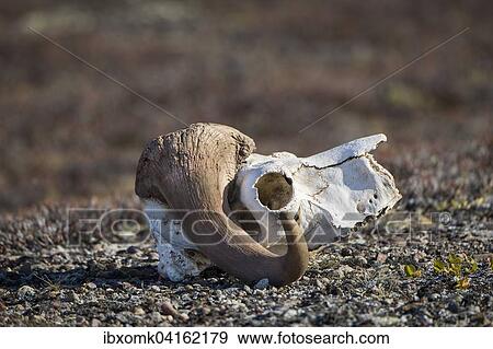 Bleached skull of a musk ox, Holmbugt, Kong Oscar Fjord, Northeast Greenland National Park, Greenland, North America View Large Photo Image Stock Photo - Bleached skull of a musk ox, Holmbugt, Kong Oscar Fjord, Northeast Greenland National Park, Greenland, North America. Fotosearch