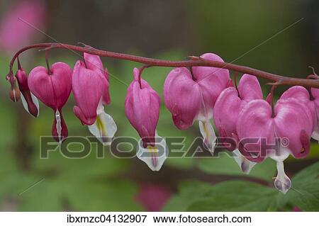 Stock Photo - Bleeding Heart (Lamprocapnos spectabilis), Bavaria, Germany, Europe. Fotosearch