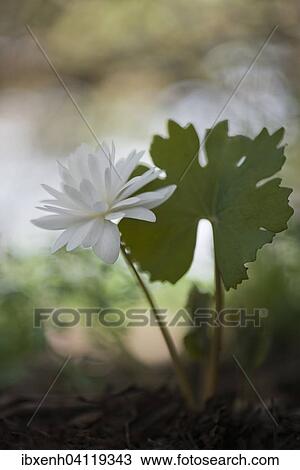 Stock Image - Bloodroot (Sanguinaria canadensis 'Flore Pleno'), Emsland, Lower Saxony, Germany, Europe. Fotosearch