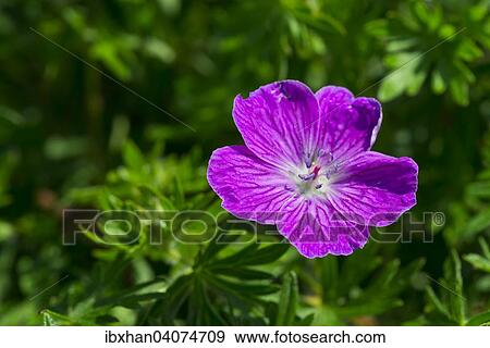 Stock Photo - Bloody Crane's-bill or Bloody Geranium (Geranium sanguineum), Eichkogel Nature Reserve, Lower Austria, Austria, Europe. Fotosearch