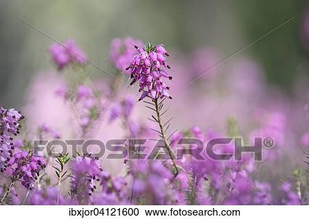 Stock Image - Blooming spring heath (Erica carnea), Tyrol, Austria, Europe. Fotosearch