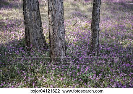 Blooming spring heaths (Erica carnea) in a forest, Tyrol, Austria, Europe View Large Photo Image Stock Image - Blooming spring heaths (Erica carnea) in a forest, Tyrol, Austria, Europe. Fotosearch