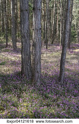 Blooming spring heaths (Erica carnea) in a forest, Tyrol, Austria, Europe View Large Photo Image Stock Photo - Blooming spring heaths (Erica carnea) in a forest, Tyrol, Austria, Europe. Fotosearch