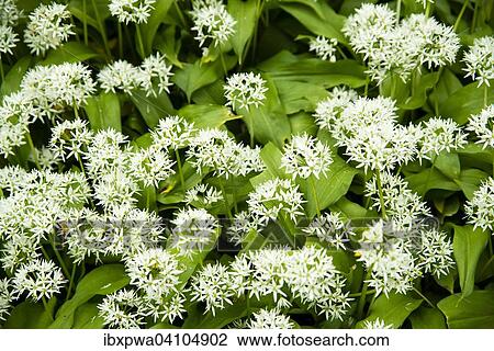 Blooming wild garlic (Allium ursinum) View Large Photo Image Stock Image - Blooming wild garlic (Allium ursinum). Fotosearch