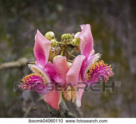 Blossom, Cannonball Tree (Couroupita guianensi), Kerala, India, Asia View Large Photo Image Stock Image - Blossom, Cannonball Tree (Couroupita guianensi), Kerala, India, Asia. Fotosearch