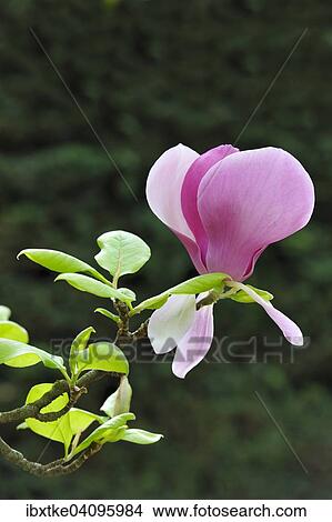 Blossom of the tulip magnolia (Magnolia x soulangeana), Amabilis cultivar View Large Photo Image Picture - Blossom of the tulip magnolia (Magnolia x soulangeana), Amabilis cultivar. Fotosearch