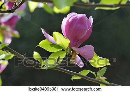 Blossom of the tulip magnolia (Magnolia x soulangeana), Amabilis cultivar View Large Photo Image Stock Image - Blossom of the tulip magnolia (Magnolia x soulangeana), Amabilis cultivar. Fotosearch