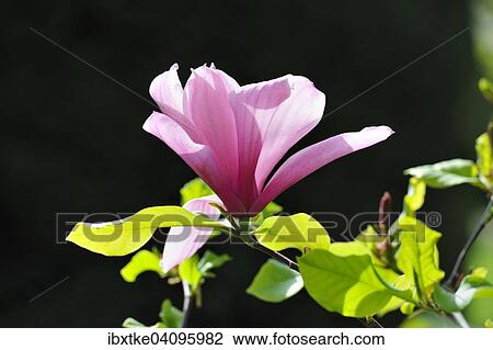 Stock Image - Blossom of the tulip magnolia (Magnolia x soulangeana), Amabilis cultivar. Fotosearch