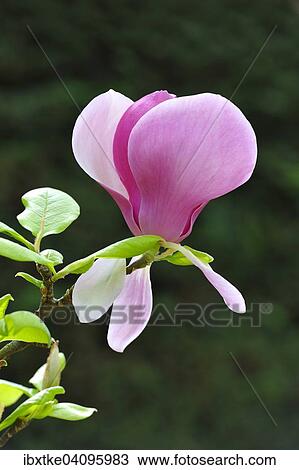 Blossom of the tulip magnolia (Magnolia x soulangeana), Amabilis cultivar View Large Photo Image Stock Image - Blossom of the tulip magnolia (Magnolia x soulangeana), Amabilis cultivar. Fotosearch