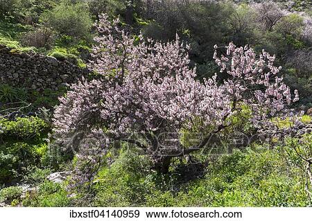 Blossoming almond tree (Prunus dulcis), Barranco de Guayadeque, canyon near Aguimes, Gran Canaria, Canary Islands, Spain, Europe View Large Photo Image Stock Photo - Blossoming almond tree (Prunus dulcis), Barranco de Guayadeque, canyon near Aguimes, Gran Canaria, Canary Islands, Spain, Europe. Fotosearch