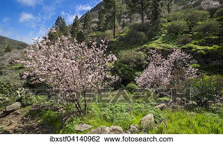 Blossoming almond trees (Prunus dulcis), Barranco de Guayadeque, canyon near Aguimes, Gran Canaria, Canary Islands, Spain, Europe View Large Photo Image Stock Image - Blossoming almond trees (Prunus dulcis), Barranco de Guayadeque, canyon near Aguimes, Gran Canaria, Canary Islands, Spain, Europe. Fotosearch