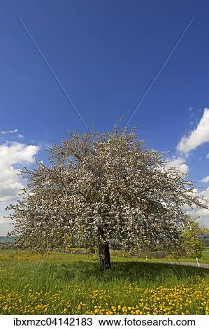Stock Image - Blossoming Apple tree (Malus domestica), Bavaria, Germany, Europe. Fotosearch