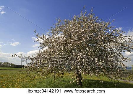 Blossoming Apple tree (Malus domestica), Bavaria, Germany, Europe View Large Photo Image Stock Image - Blossoming Apple tree (Malus domestica), Bavaria, Germany, Europe. Fotosearch