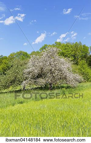 Blossoming apple tree, Triefenstein, Spessart, Mainfranken, Lower Franconia, Franconia, Bavaria, Germany, Europe View Large Photo Image Picture - Blossoming apple tree, Triefenstein, Spessart, Mainfranken, Lower Franconia, Franconia, Bavaria, Germany, Europe. Fotosearch