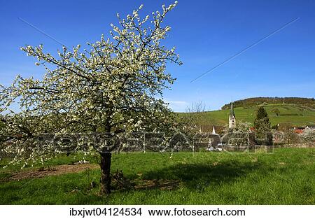 Blossoming cherry tree, Ebringen, Markgraflerland, Black Forest, Baden-Wurttemberg, Germany, Europe View Large Photo Image Picture - Blossoming cherry tree, Ebringen, Markgraflerland, Black Forest, Baden-Wurttemberg, Germany, Europe. Fotosearch