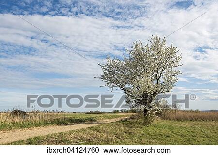 Blossoming Cherry tree (Prunus avium), track, near Sandeck, Lake Neusiedl National Park, Burgenland, Austria, Europe View Large Photo Image Stock Image - Blossoming Cherry tree (Prunus avium), track, near Sandeck, Lake Neusiedl National Park, Burgenland, Austria, Europe. Fotosearch
