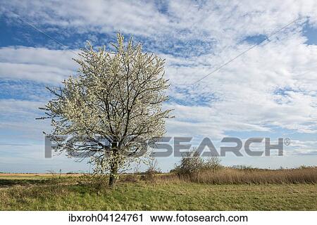 Blossoming Cherry tree (Prunus avium), track, near Sandeck, Lake Neusiedl National Park, Burgenland, Austria, Europe View Large Photo Image Stock Image - Blossoming Cherry tree (Prunus avium), track, near Sandeck, Lake Neusiedl National Park, Burgenland, Austria, Europe. Fotosearch