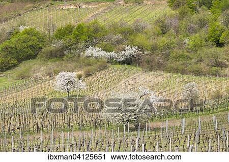 Blossoming cherry trees in vineyard, Donnerskirchen, Leitha Mountains, Northern Burgenland, Burgenland, Austria, Europe View Large Photo Image Stock Image - Blossoming cherry trees in vineyard, Donnerskirchen, Leitha Mountains, Northern Burgenland, Burgenland, Austria, Europe. Fotosearch