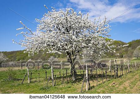 Blossoming cherry trees in vineyard, Donnerskirchen, Leitha Mountains, Northern Burgenland, Burgenland, Austria, Europe View Large Photo Image Stock Photo - Blossoming cherry trees in vineyard, Donnerskirchen, Leitha Mountains, Northern Burgenland, Burgenland, Austria, Europe. Fotosearch