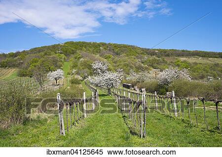 Blossoming cherry trees in vineyard, Donnerskirchen, Leitha Mountains, Northern Burgenland, Burgenland, Austria, Europe View Large Photo Image Stock Photography - Blossoming cherry trees in vineyard, Donnerskirchen, Leitha Mountains, Northern Burgenland, Burgenland, Austria, Europe. Fotosearch