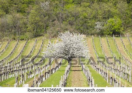 Blossoming cherry trees in vineyards, Donnerskirchen, Leitha Mountains, Northern Burgenland, Burgenland, Austria, Europe View Large Photo Image Stock Image - Blossoming cherry trees in vineyards, Donnerskirchen, Leitha Mountains, Northern Burgenland, Burgenland, Austria, Europe. Fotosearch
