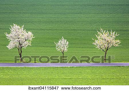 Blossoming cherry trees on a country road, Ruhler Schweiz, Bodenwerder, Vogler, Weser Uplands, Lower Saxony, Germany, Europe View Large Photo Image Stock Photo - Blossoming cherry trees on a country road, Ruhler Schweiz, Bodenwerder, Vogler, Weser Uplands, Lower Saxony, Germany, Europe. Fotosearch