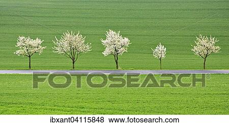 Stock Photo - Blossoming cherry trees on a country road, Ruhler Schweiz, Bodenwerder, Vogler, Weser Uplands, Lower Saxony, Germany, Europe. Fotosearch