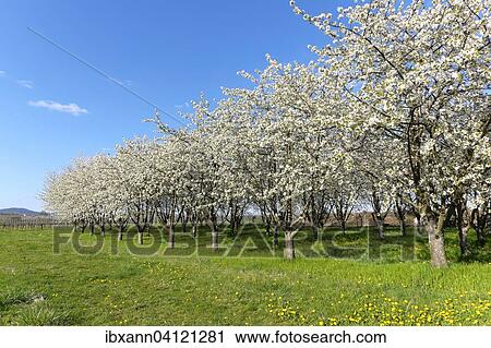 Blossoming cherry trees (Prunus avium), Southern Palatinate, Palatinate, Rhineland-Palatinate, Germany, Europe View Large Photo Image Stock Image - Blossoming cherry trees (Prunus avium), Southern Palatinate, Palatinate, Rhineland-Palatinate, Germany, Europe. Fotosearch