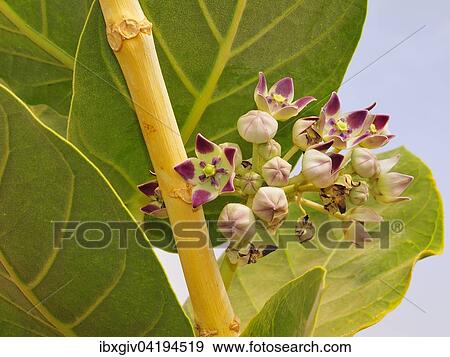 Blossoming desert plant Apple of Sodom (Calotropis procera), Moudjeria, Tagant region, Mauritania, Africa View Large Photo Image Stock Photo - Blossoming desert plant Apple of Sodom (Calotropis procera), Moudjeria, Tagant region, Mauritania, Africa. Fotosearch