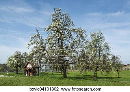 Blossoming fruit tree in spring, Litzelstetten, Lake Constance region, Baden-Wurttemberg, Germany, Europe View Large Photo Image Stock Image - Blossoming fruit tree in spring, Litzelstetten, Lake Constance region, Baden-Wurttemberg, Germany, Europe. Fotosearch