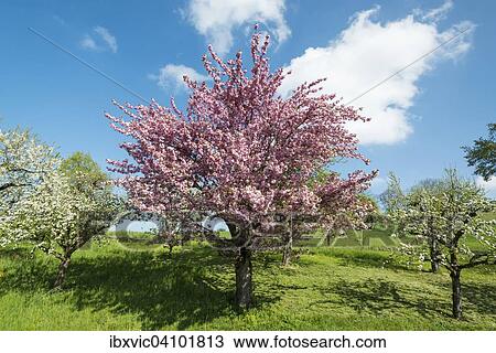 Blossoming fruit tree in spring, Tettnang, Lake Constance region, Baden-Wurttemberg, Germany, Europe View Large Photo Image Stock Image - Blossoming fruit tree in spring, Tettnang, Lake Constance region, Baden-Wurttemberg, Germany, Europe. Fotosearch