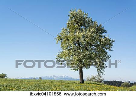 Blossoming fruit tree with the Alps at the back, Bechtersweiler, Lake Constance region, Bavaria, Germany, Europe View Large Photo Image Stock Photograph - Blossoming fruit tree with the Alps at the back, Bechtersweiler, Lake Constance region, Bavaria, Germany, Europe. Fotosearch
