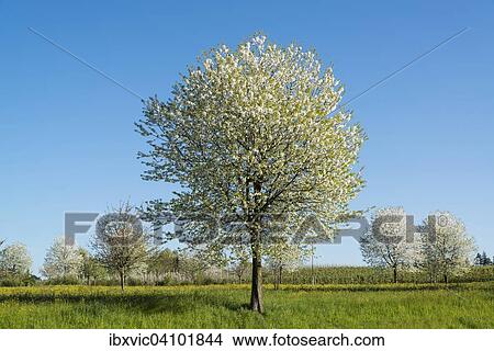 Blossoming fruit trees in spring, Lindau, Lake Constance region, Bavaria, Germany, Europe View Large Photo Image Picture - Blossoming fruit trees in spring, Lindau, Lake Constance region, Bavaria, Germany, Europe. Fotosearch