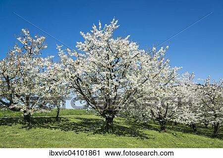 Stock Image - Blossoming fruit trees in spring, Nitzenweiler, Lake Constance region, Baden-Wurttemberg, Germany, Europe. Fotosearch