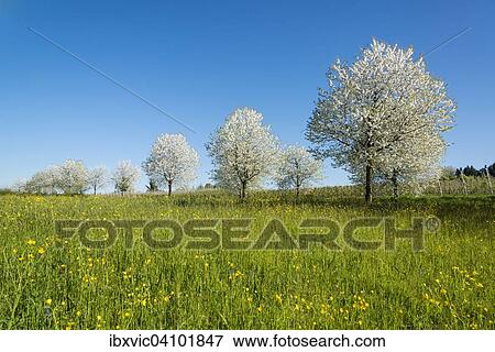 Stock Photo - Blossoming fruit trees in spring, Lindau, Lake Constance region, Bavaria, Germany, Europe. Fotosearch