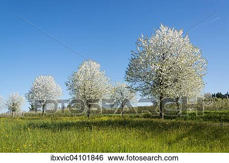 Stock Photograph - Blossoming fruit trees in spring, Lindau, Lake Constance region, Bavaria, Germany, Europe. Fotosearch
