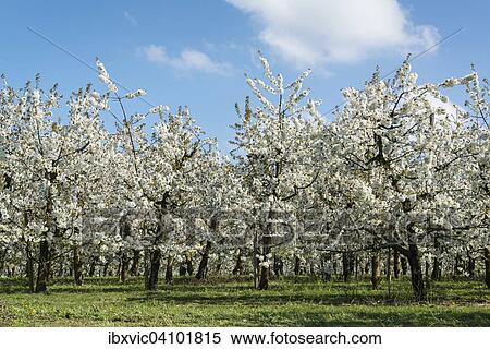 Blossoming fruit trees in spring, Meckenbeuren, Lake Constance region, Baden-Wurttemberg, Germany, Europe View Large Photo Image Stock Photography - Blossoming fruit trees in spring, Meckenbeuren, Lake Constance region, Baden-Wurttemberg, Germany, Europe. Fotosearch