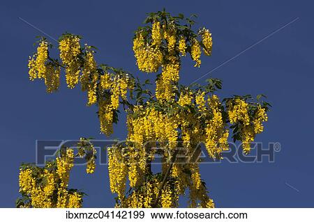 Blossoming Golden Chain (Laburnum sp. ), Bavaria, Germany, Europe View Large Photo Image Stock Photo - Blossoming Golden Chain (Laburnum sp. ), Bavaria, Germany, Europe. Fotosearch